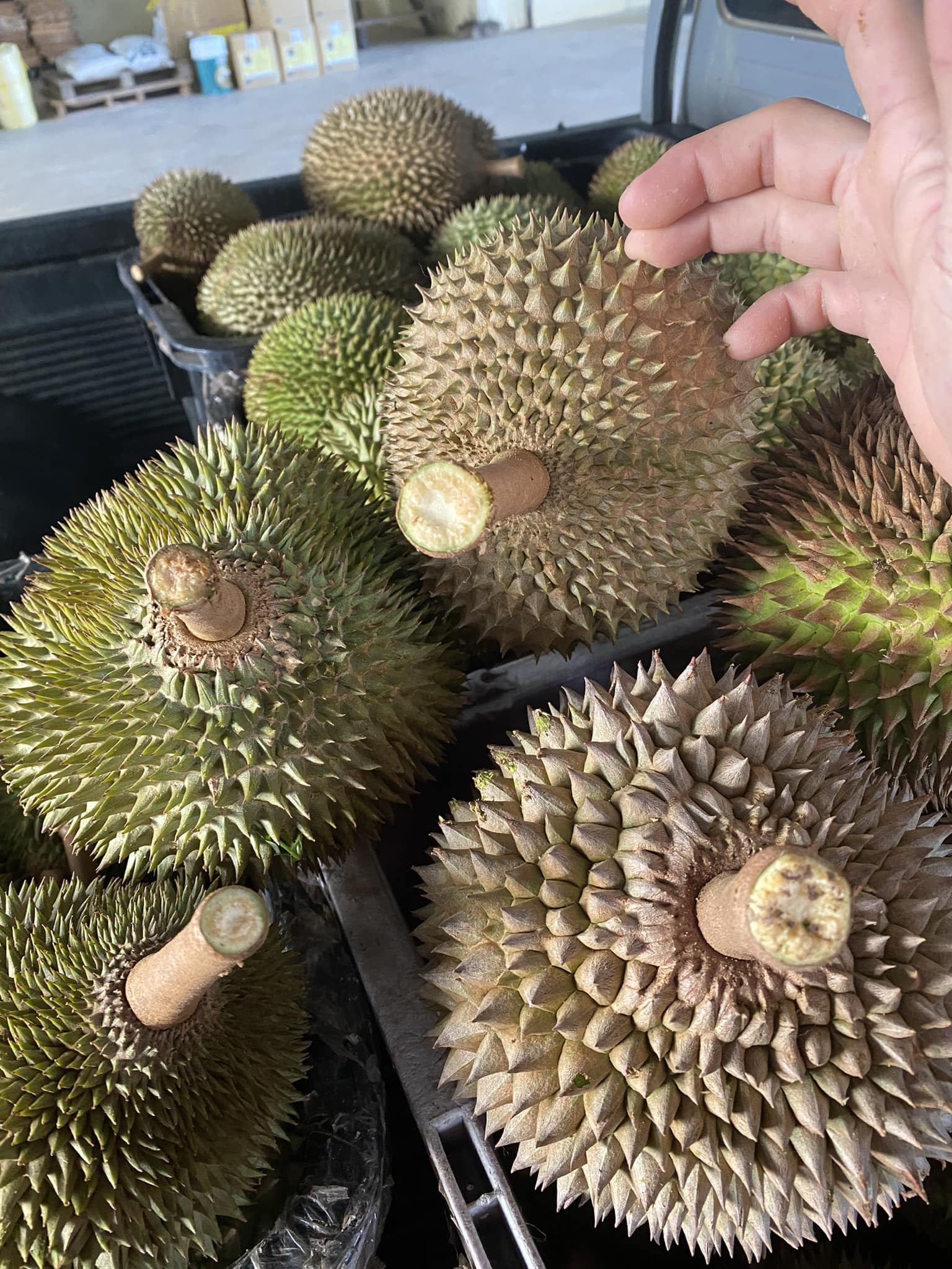 The “pull” of Balik Pulau — more than 30 varieties of durians! | Weekly ...